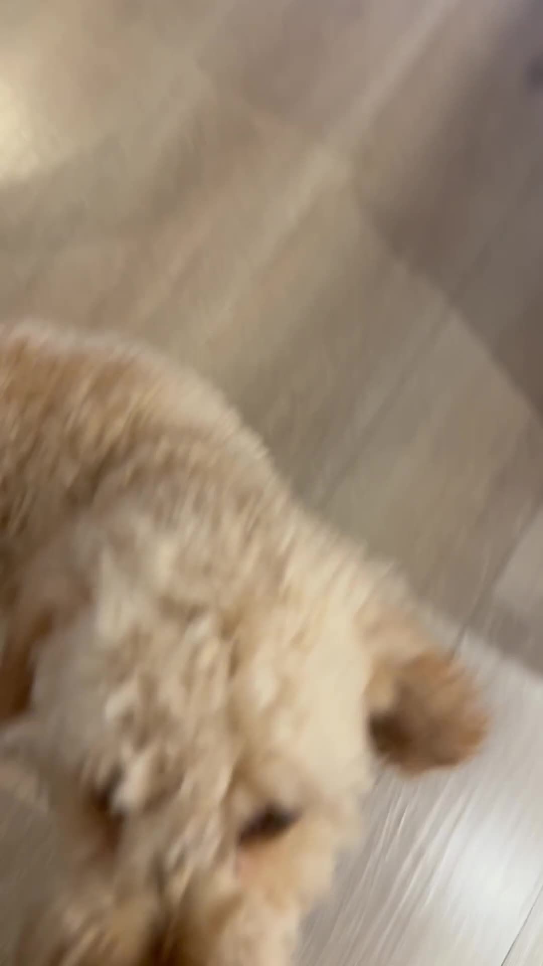 Cavapoo dogs for sale: Beautiful/Well trained Cavapoo-Loving Home Needed - Video 2