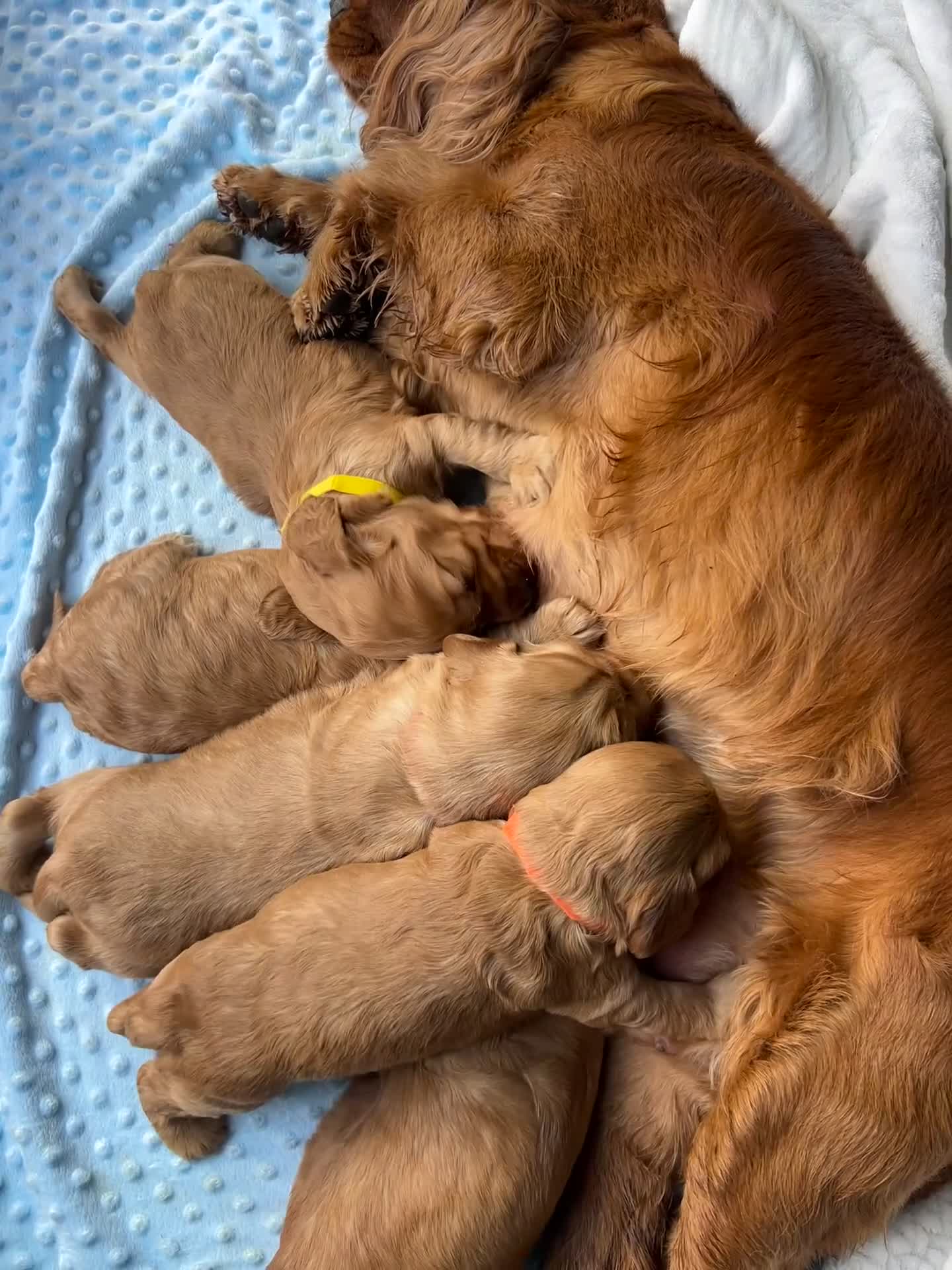 Cocker Spaniel dogs for sale: KC REGISTERED Show Type Gold Cocker Spaniels 🩷💙 - Video 1
