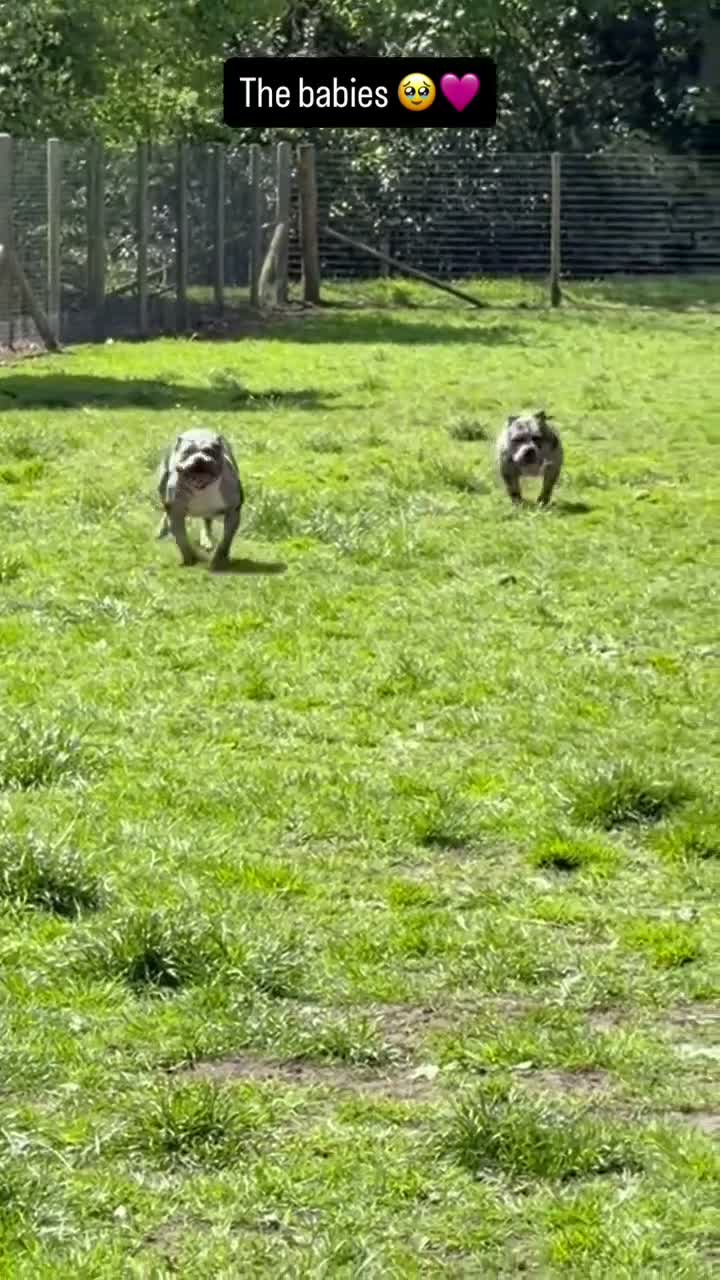 American Bully dogs for sale: Mother and son pocket bullys in Stoke-on-Trent - Video 1
