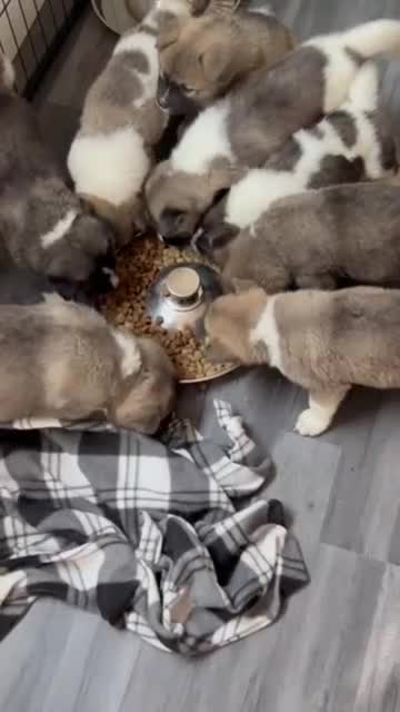 Akita dogs for sale: Ready Now! American Akita Puppies in Liverpool - Video 2