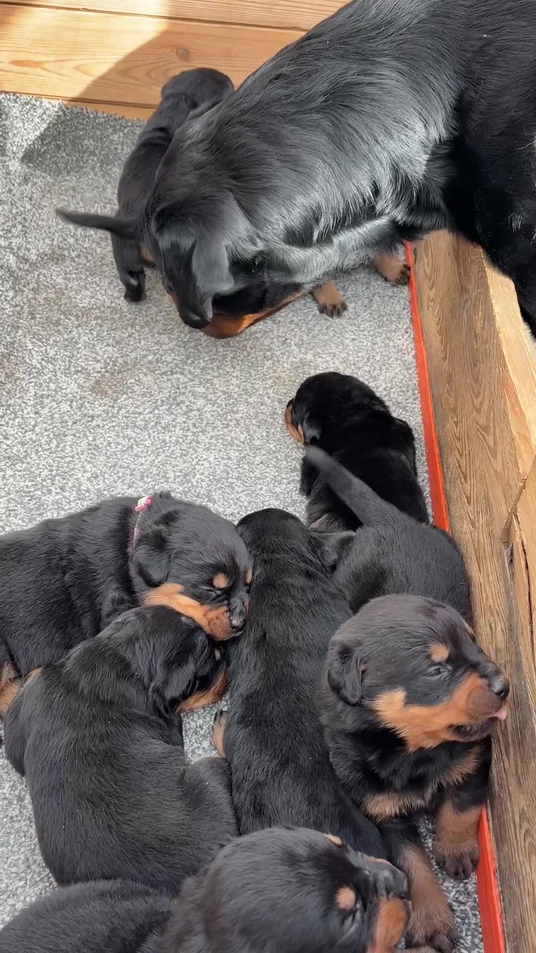 Rottweiler dogs for sale: 5 Males and 1 Female available!  - Video 1