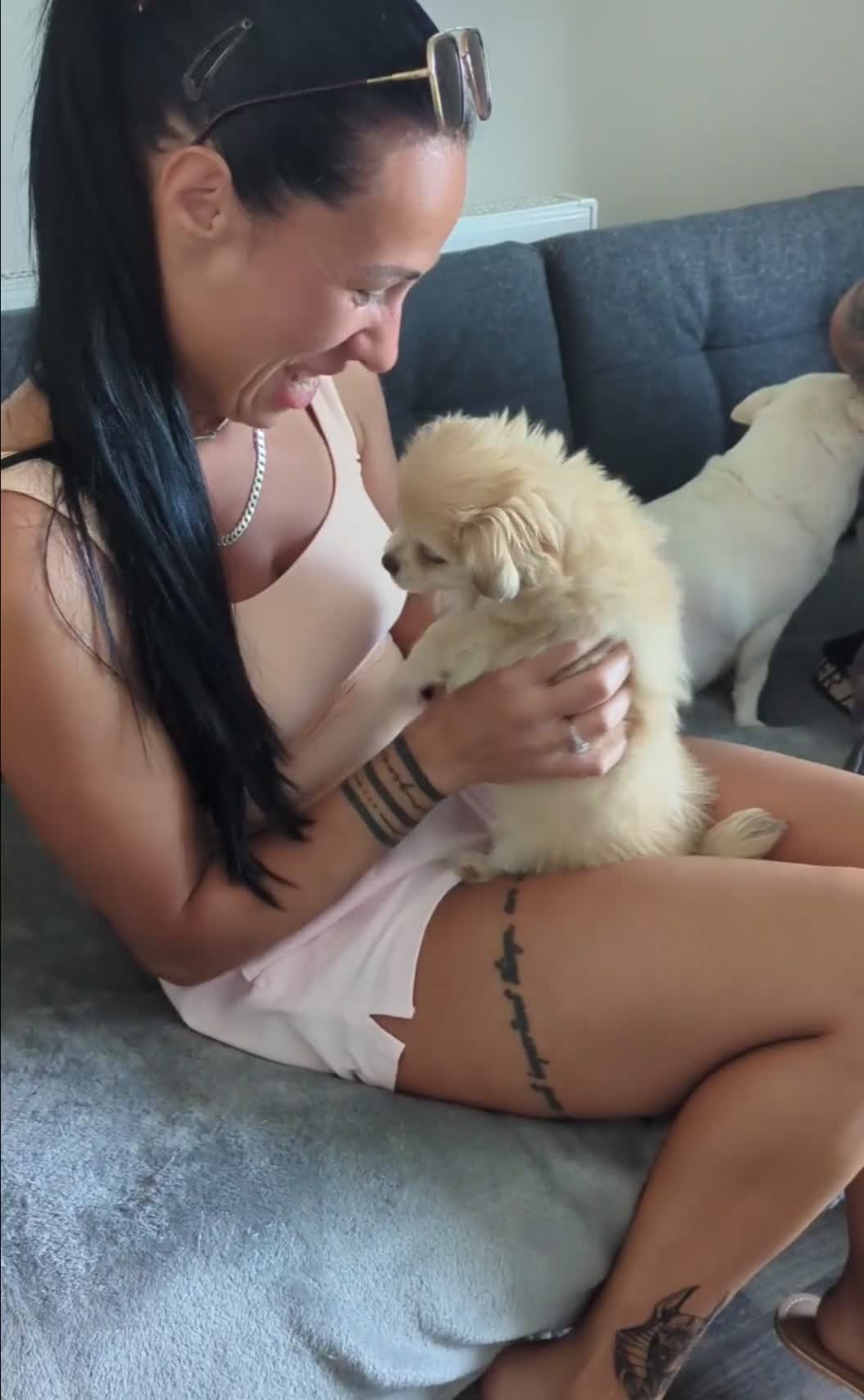 Chihuahua dogs for sale: Superb Longhaired pedigree toy chihuahuas - Video 3
