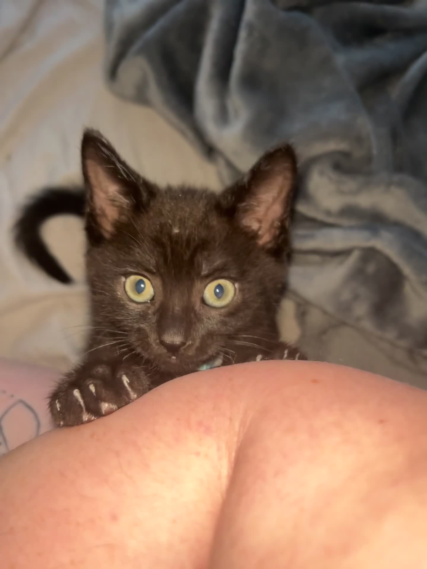 Maine Coon cats for sale: 2 boys for sale  - Video 1