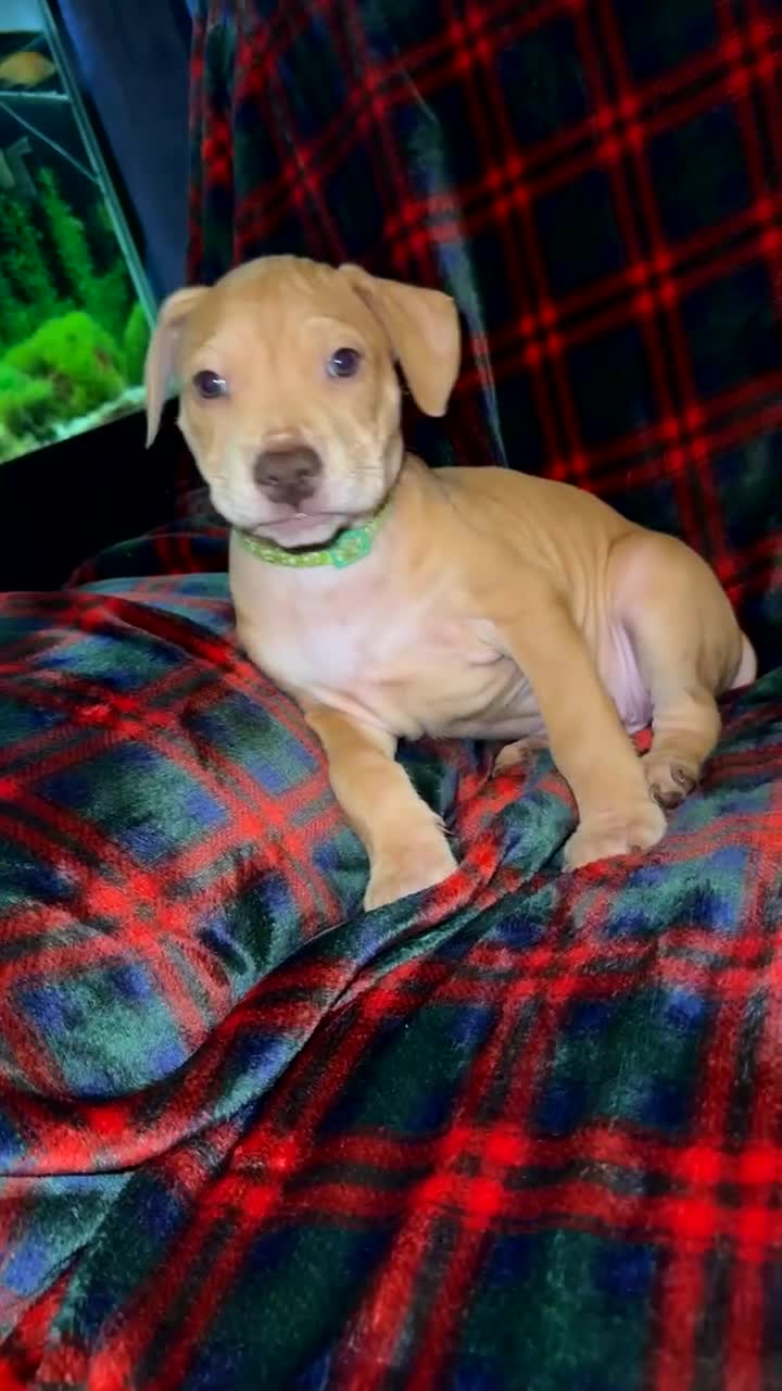 Mixed Breed dogs for sale: Staff X Sharpei puppies  - Video 1