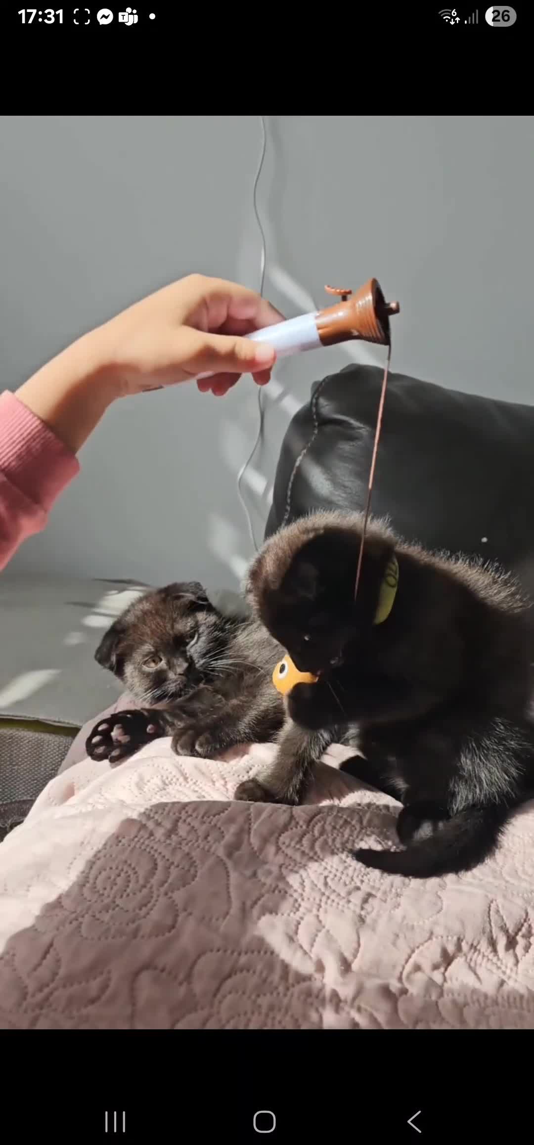 Mixed Breed cats for sale: Scottish Fold Kittens!Rare 🍫chocolate colour🐱 - Video 1