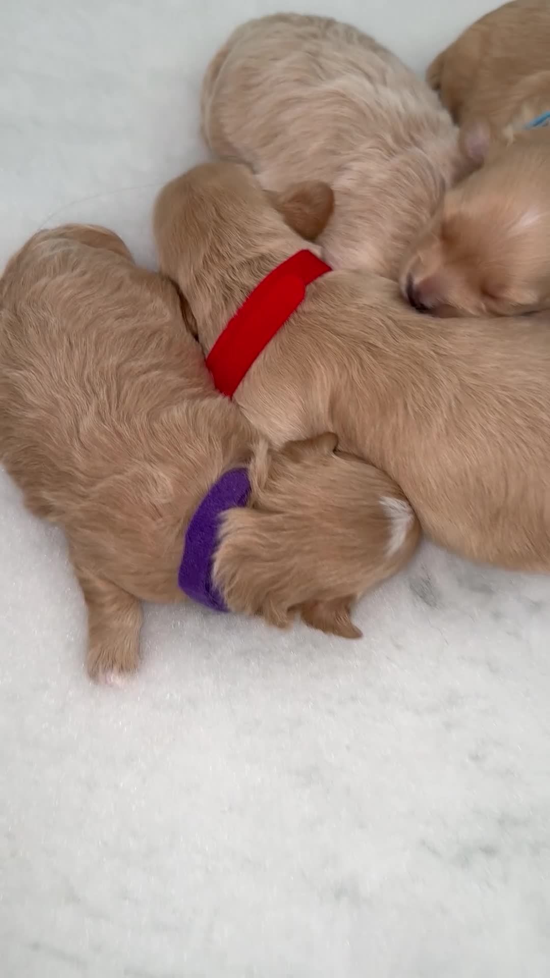 Maltipoo dogs for sale: Tiny prestige champion Asian Russian Maltipoos💜 - Video 1