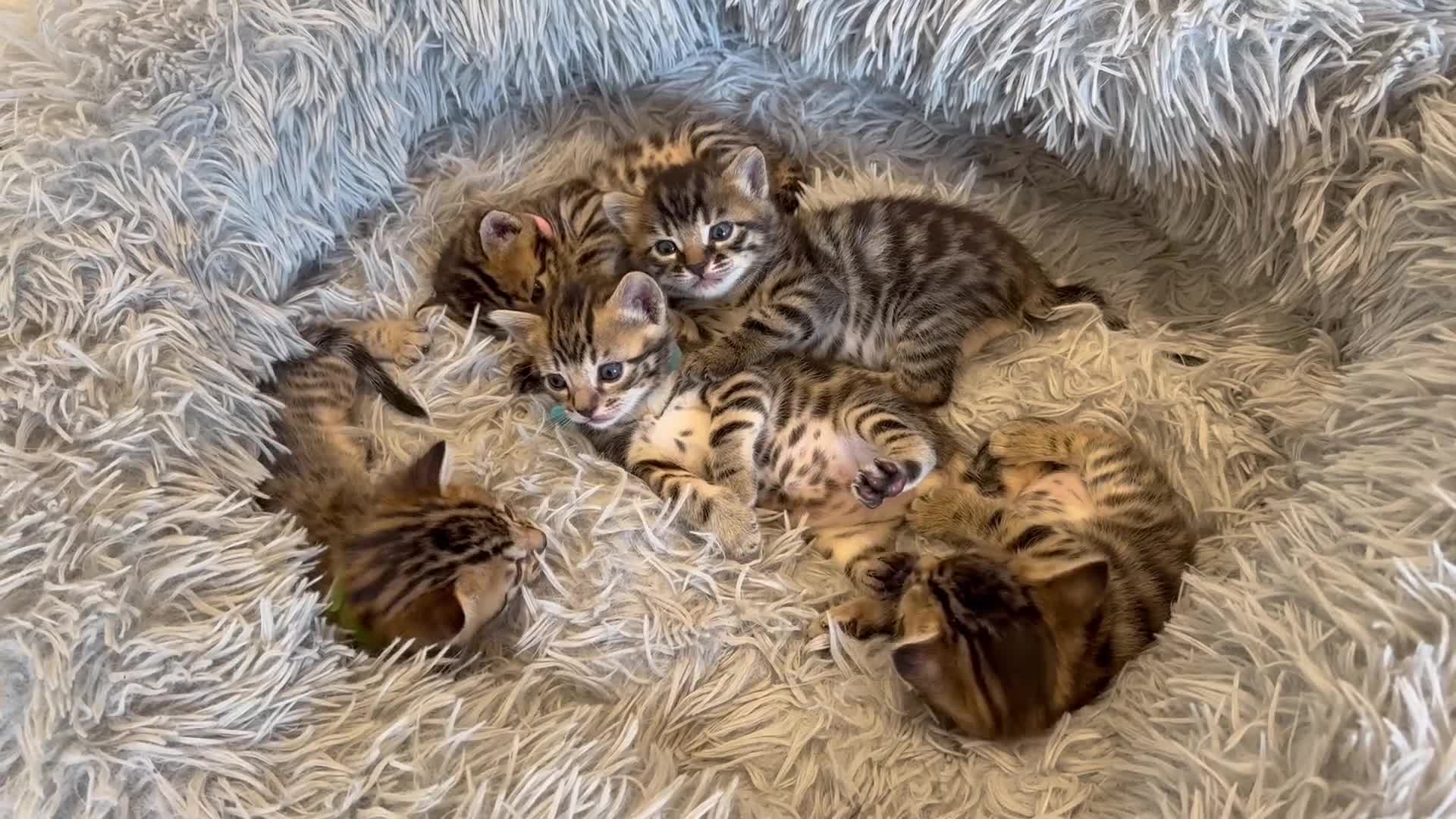 Bengal cats for sale: Half Bengal kittens - Video 1