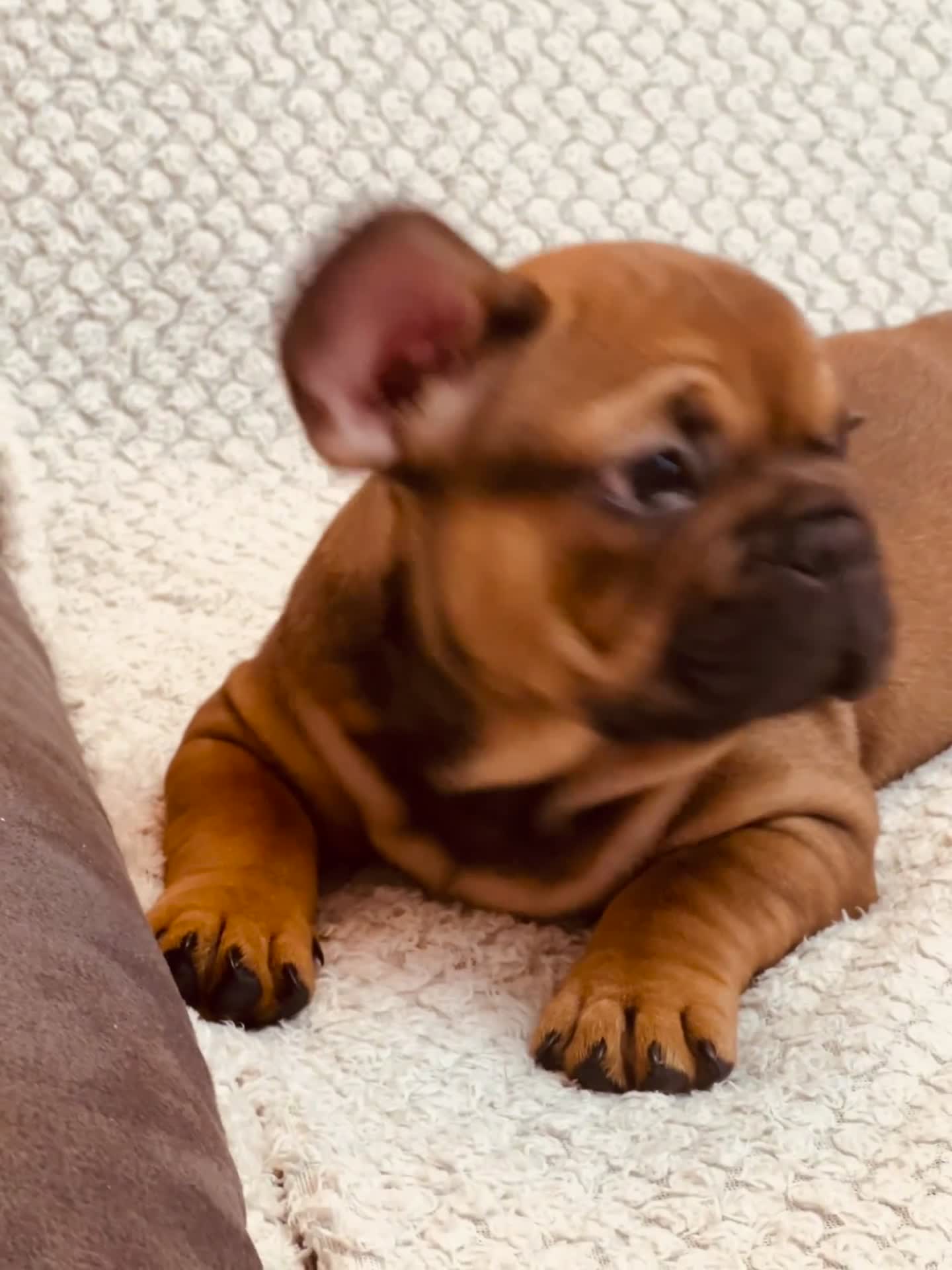 French Bulldog dogs for sale: Stunning boy 😍 - Video 1