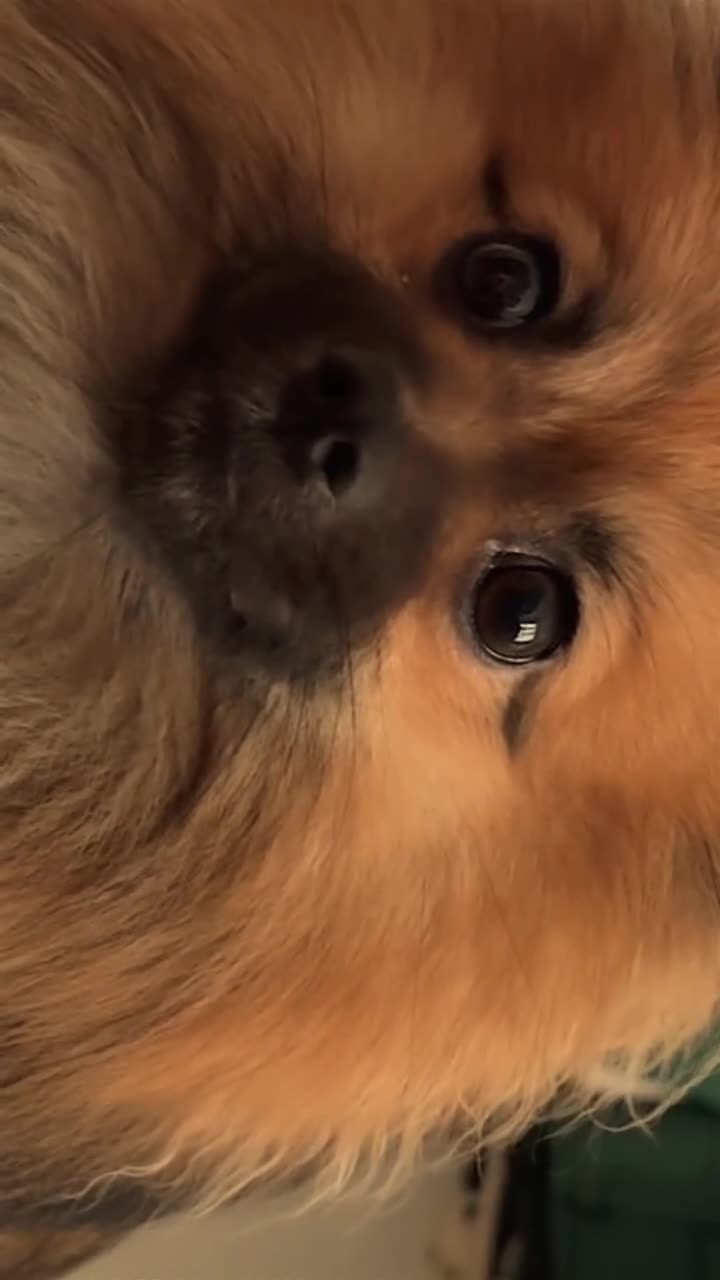 Pomeranian dogs for sale: Romsky - Video 3