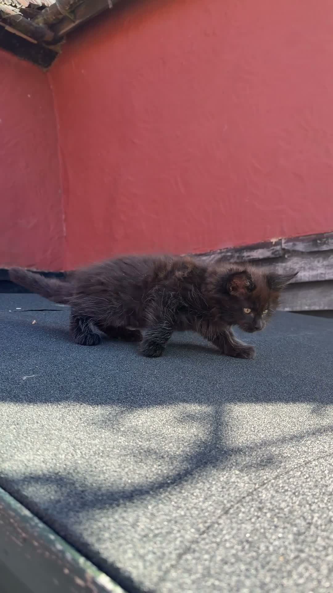 Maine Coon cats for sale:  8 Beautiful Maine Coon Kittens in Dunmow - Video 1