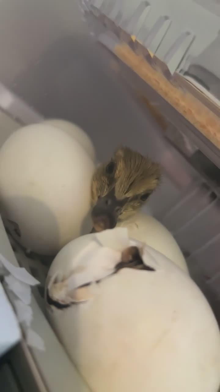 Ducks poultry for sale: Indian x pekin  - Video 1