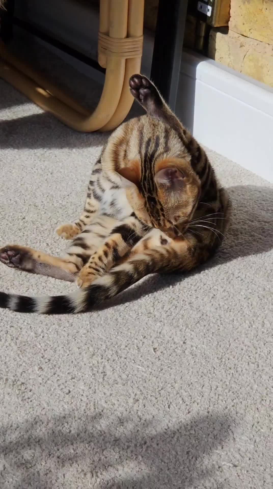 Bengal cats for sale: Pure Bengal kitten in need of a loving home - Video 3