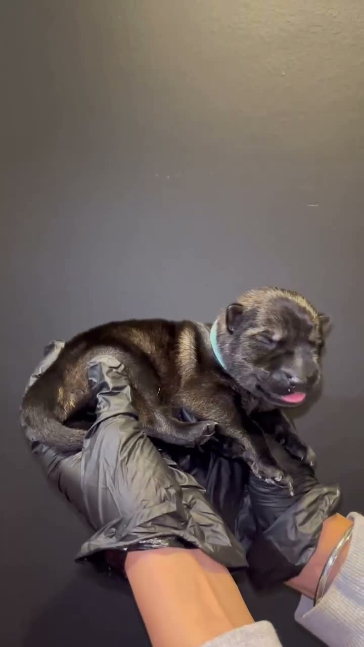 German Shepherd dogs for sale: Elite working line puppies. Repeat breeding! - Video 2