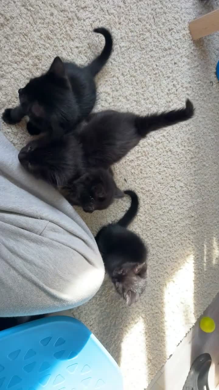 Mixed Breed cats for sale: 5 Beautiful Black Mixed Breed Kittens - Video 4