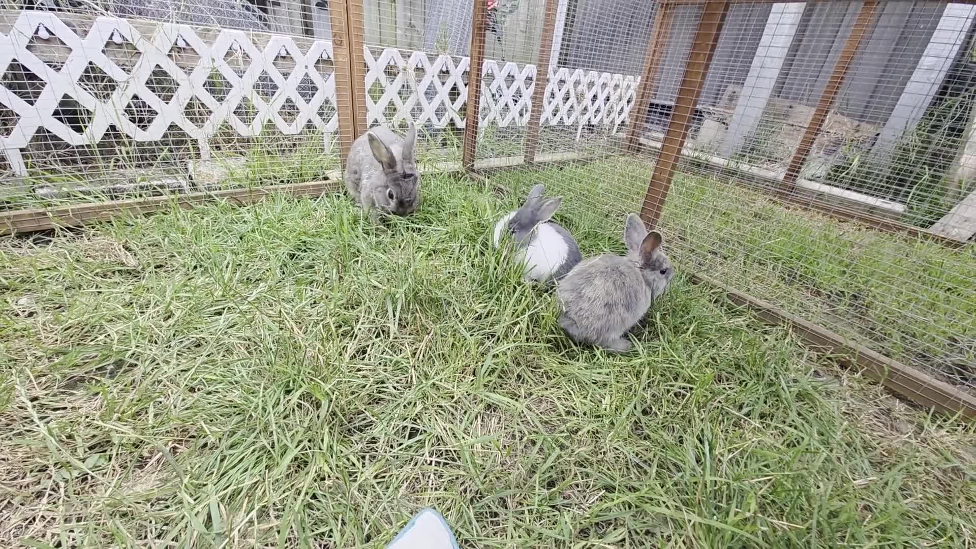 Mixed Breed rabbits for sale: Half Mini Lops  - Video 1