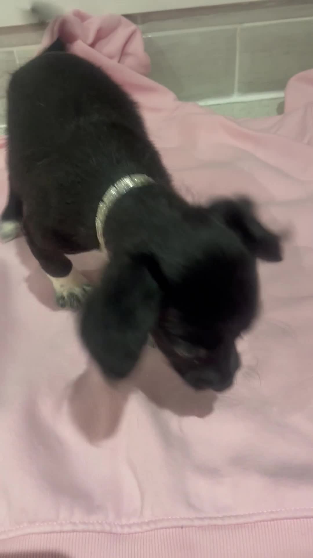 Mixed Breed dogs for sale: Beautiful miniature puppy girl  - Video 1