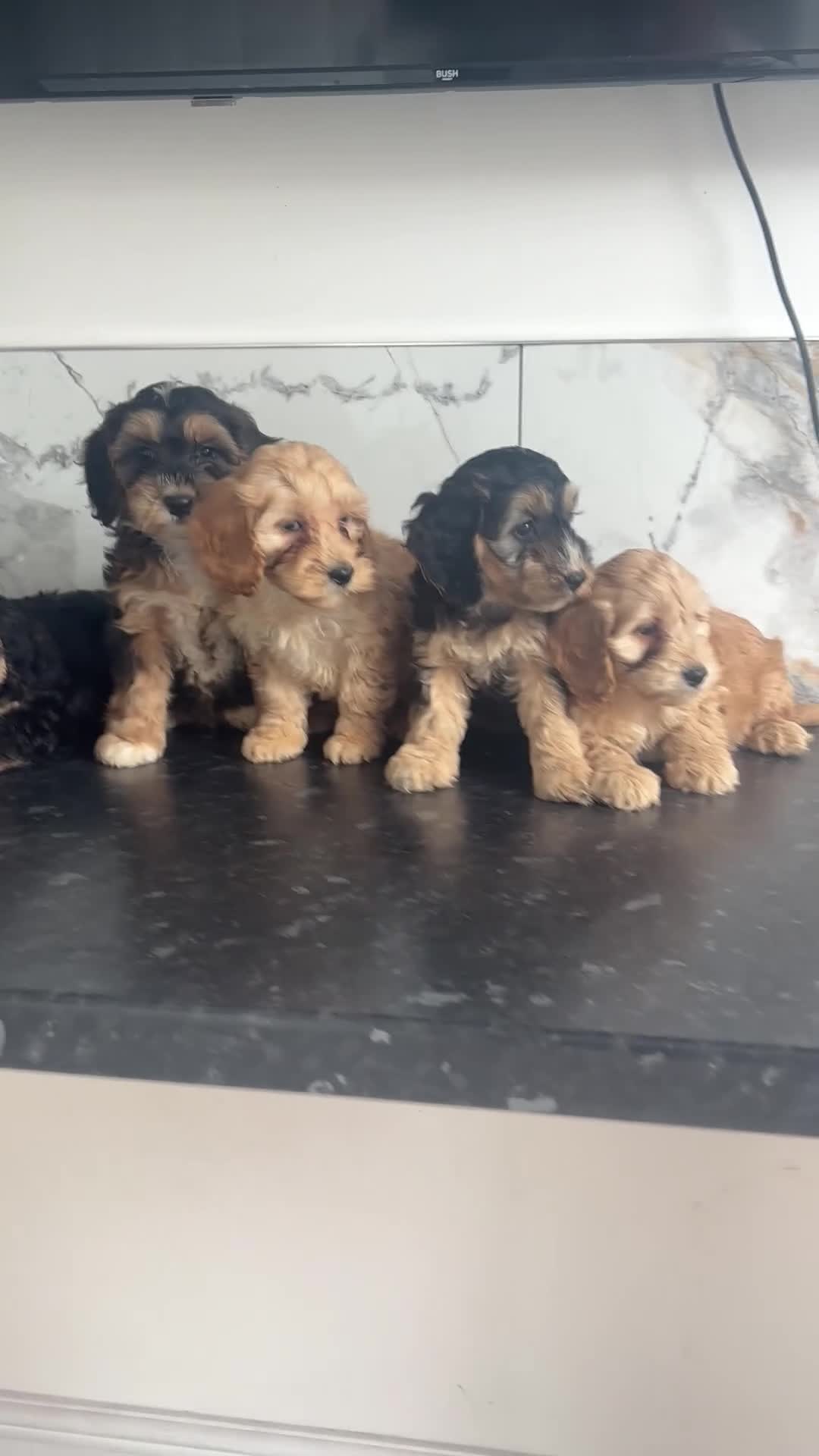 Cavapoo dogs for sale: Top quality toy Cavapoo puppies  - Video 2