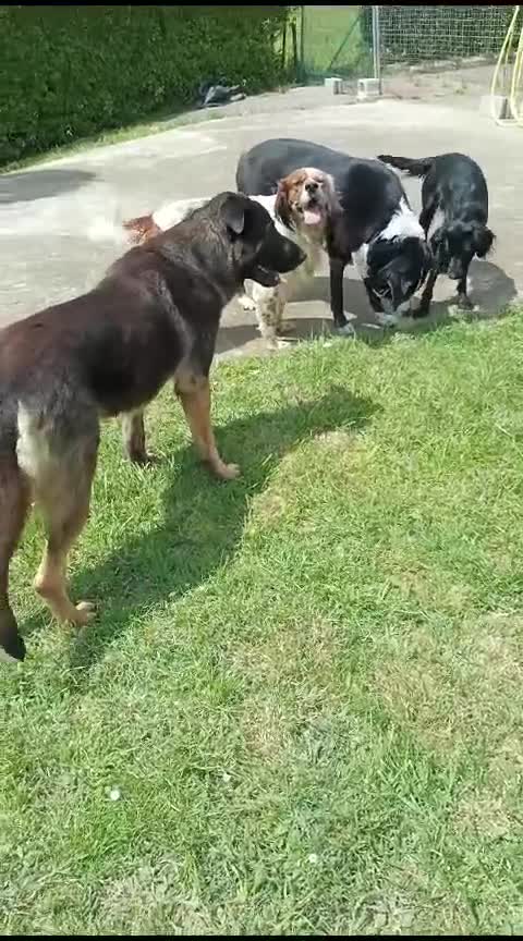 Mixed Breed dogs for adoption: RESERVED - Rafa, English Setter/Boxer cross in Bishop's Stortford - Video 1