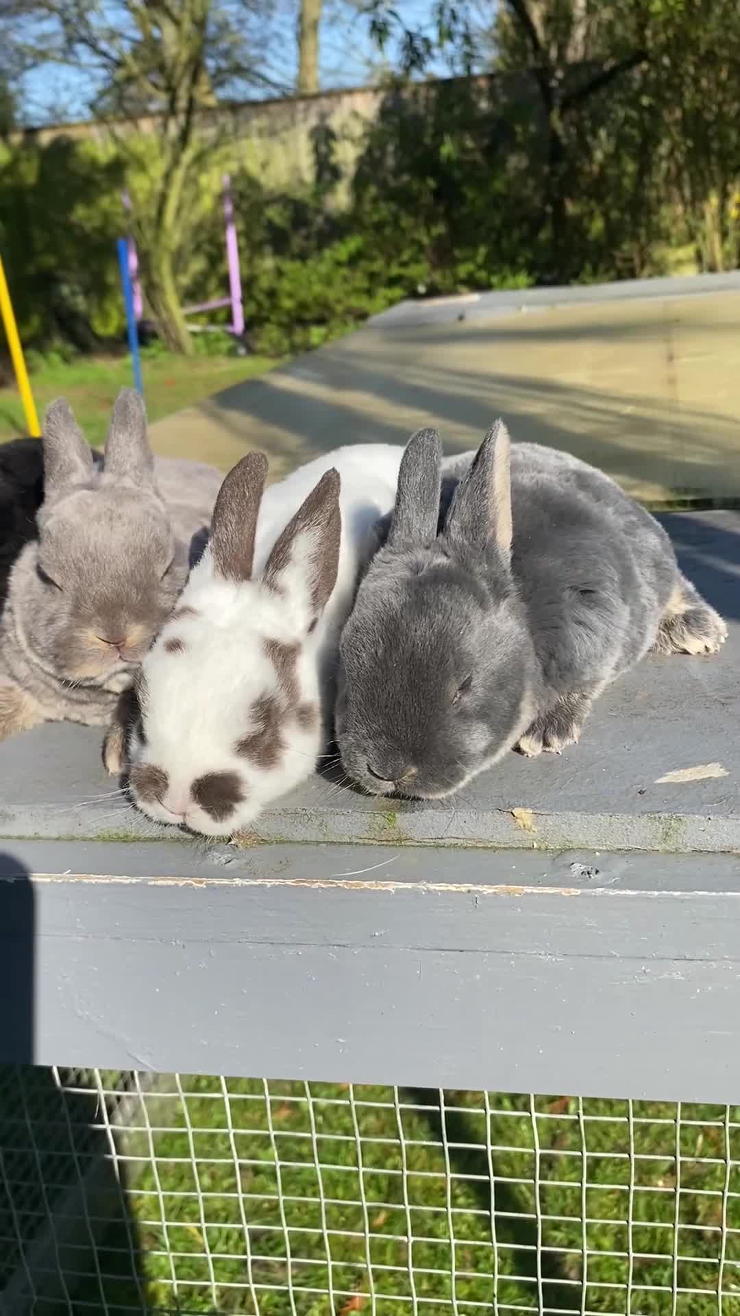 Rex rabbits for sale: Beautiful Mini Rex Babies- Vienna carriers - Video 1