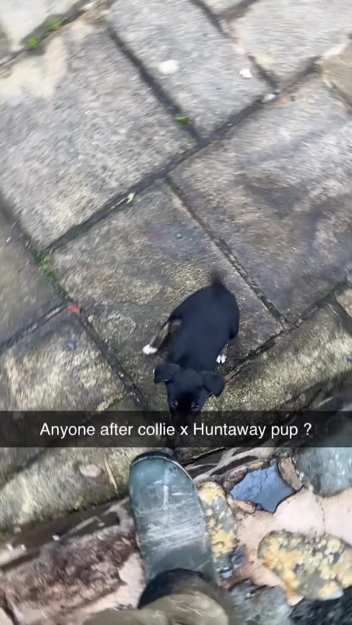 Mixed Breed dogs for sale: Collie x Huntaway Puppies - Video 2