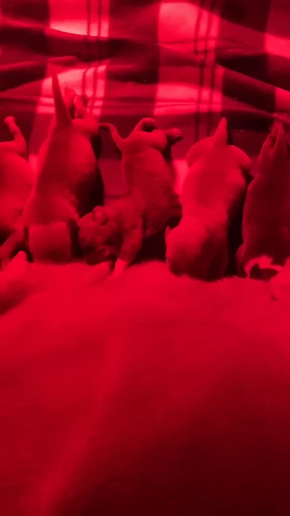 American Bully dogs for sale: Exquisute pocket bullys for sale  - Video 1