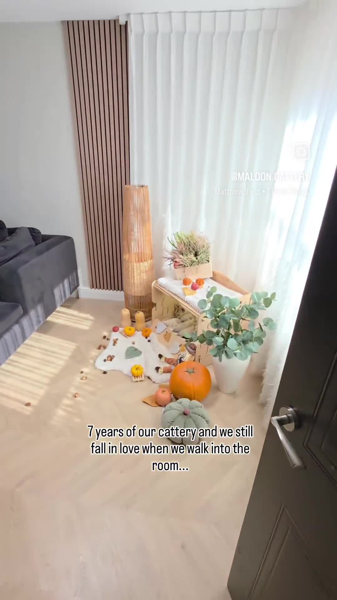 Bengal cats for sale: Frankie-Stunning Snow Bengal-TICA-Available now! - Video 3