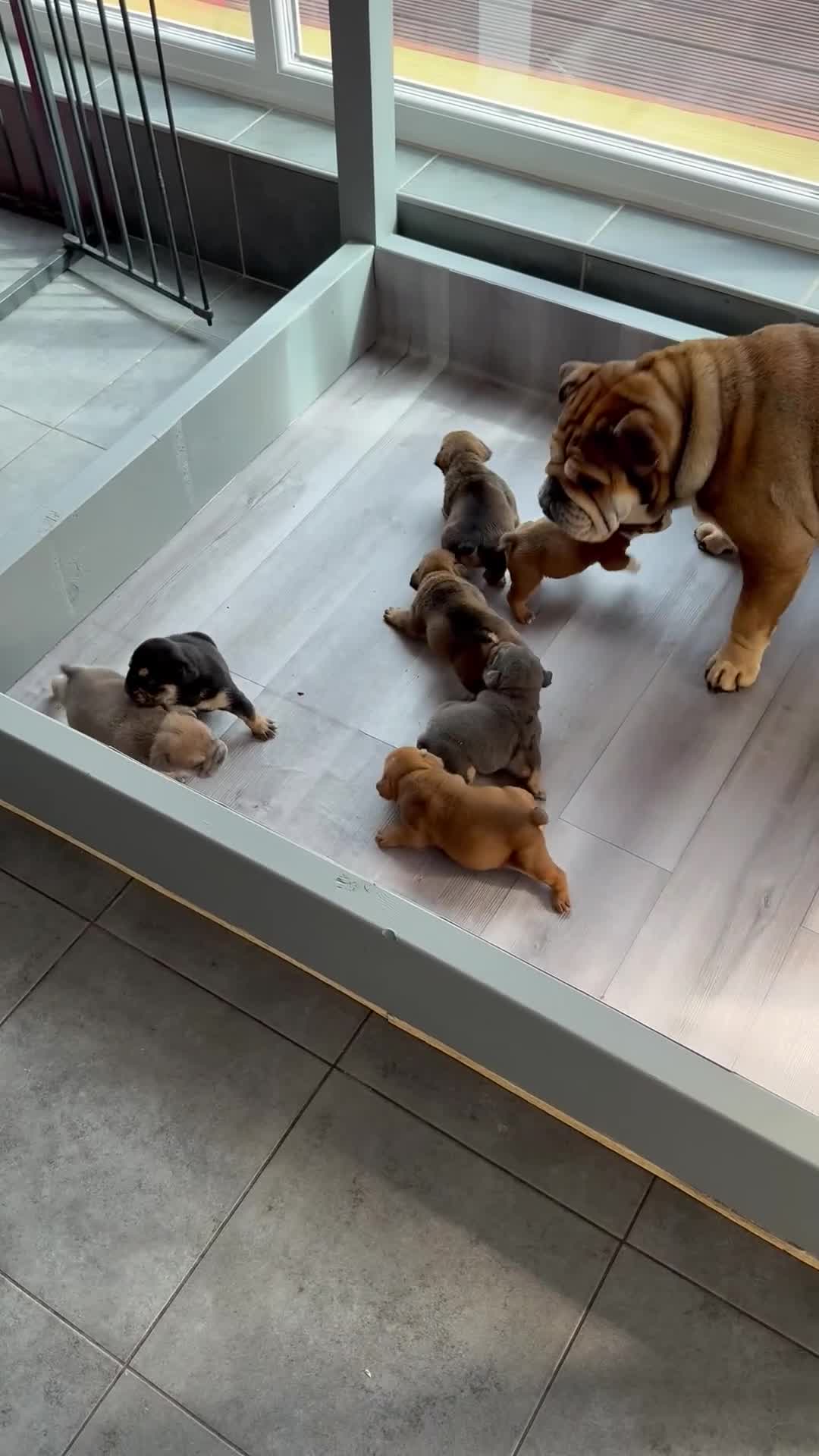 English Bulldog dogs for sale: Beautiful English bulldog puppies - Video 2