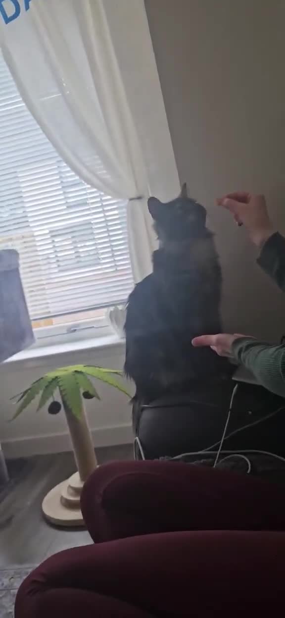 Maine Coon cats for sale: Maine Coone Kittens - Video 1