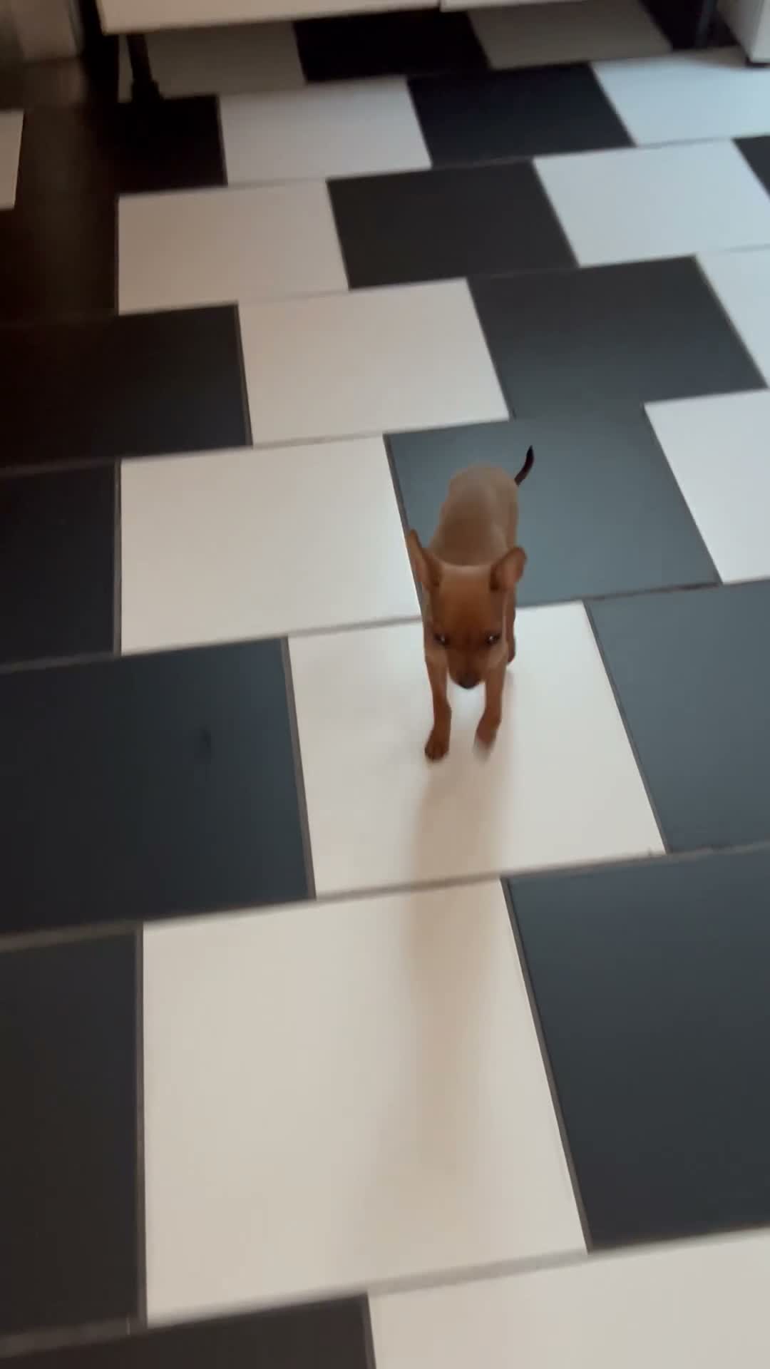 Miniature Pinscher dogs for sale: MINIATURE PINCSHER FEMALE  in Nottingham - Video 1