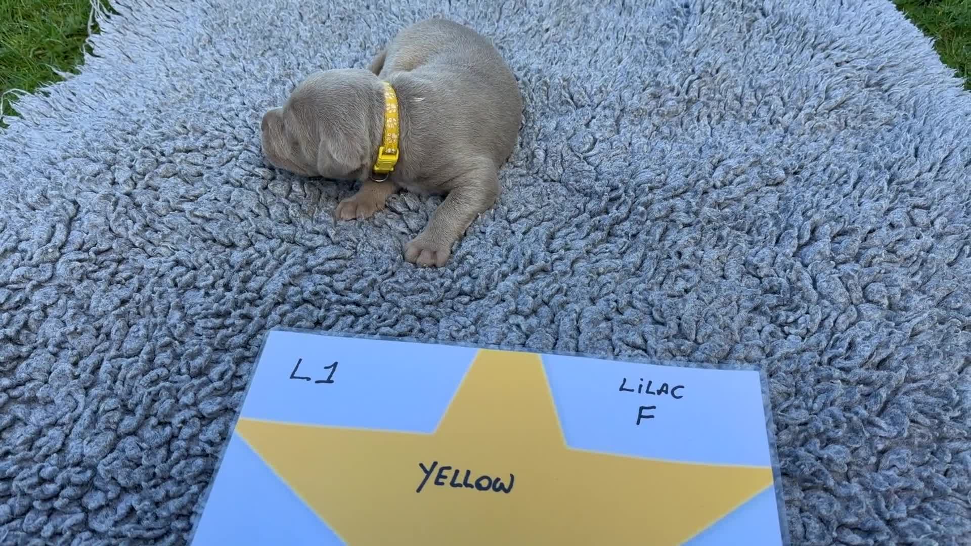 Cane Corso dogs for sale: 5 Towns Corsos Spring litter  - Video 3