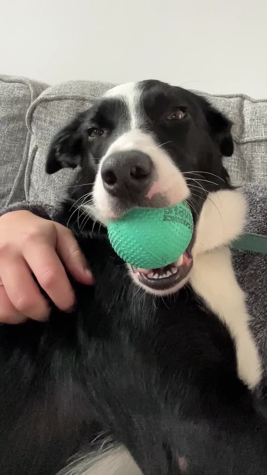 Border Collie dogs for sale: Border collie 8 months - Video 2