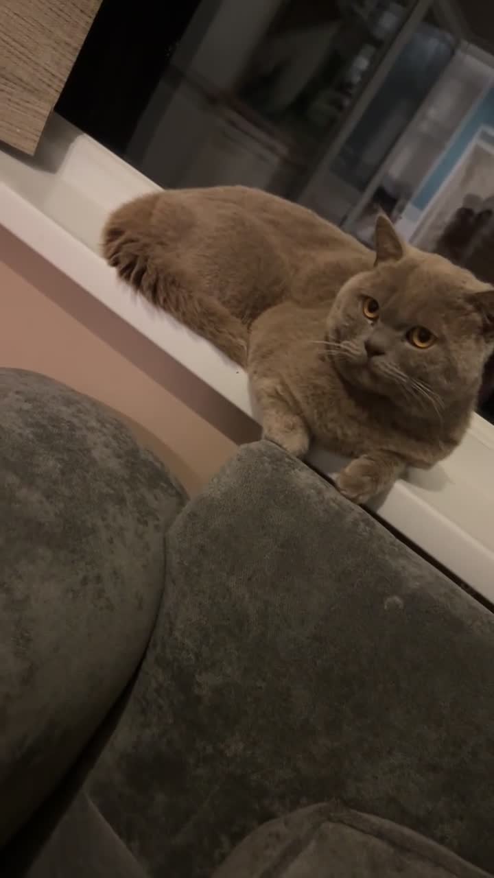 British Shorthair cats for sale: 3 Beautiful British ShortHair Cats - Video 4
