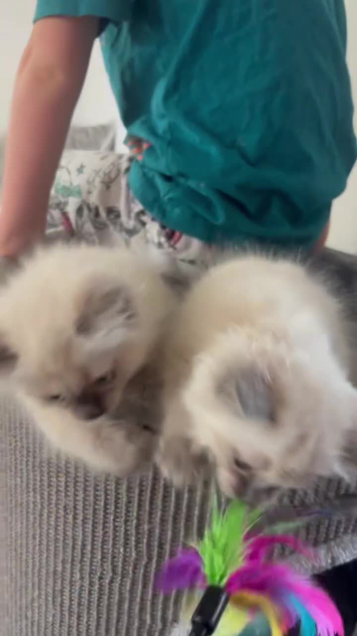 Ragdoll cats for sale: Adorable Ragdoll baby’s  - Video 2