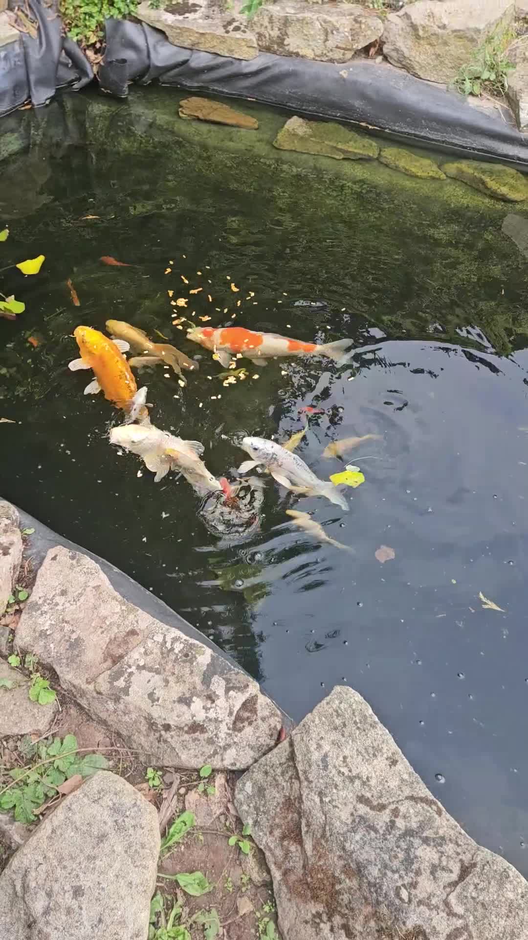 Koi Carp fish for sale: Mixed koi avaialble - Video 2