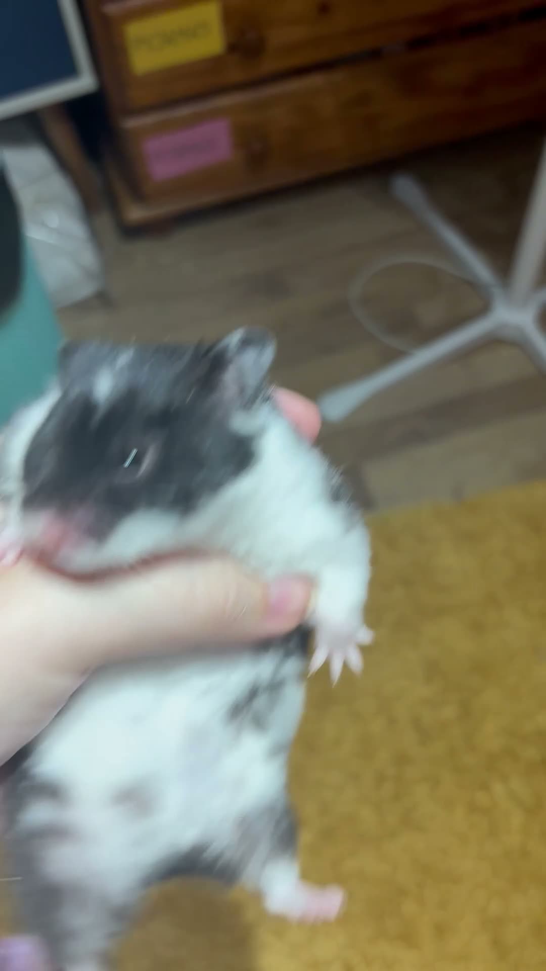 Hamster rodents for sale: Female pedigree hamster with cage  - Video 1