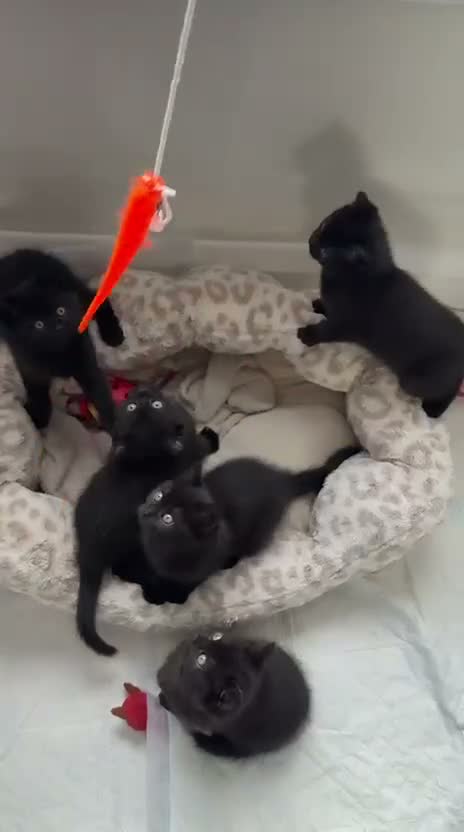 Mixed Breed cats for sale: British Shorthair Cross - Video 1