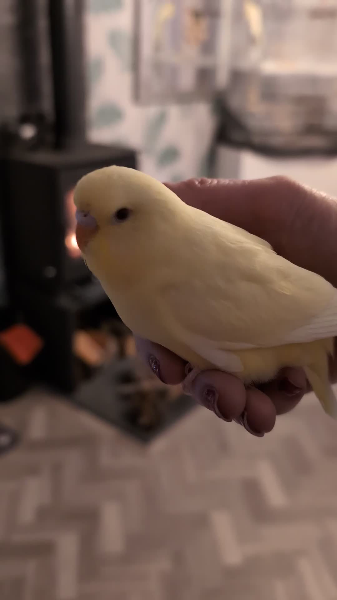 Budgerigars birds for sale: Hand tamed baby budgies for sale - Video 1