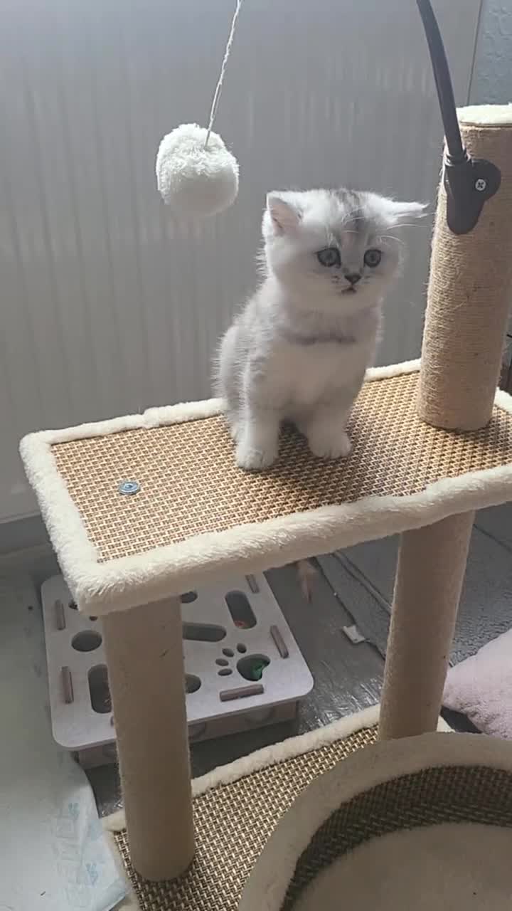 British Shorthair cats for sale: Amazing Scottish fold girls - Video 2