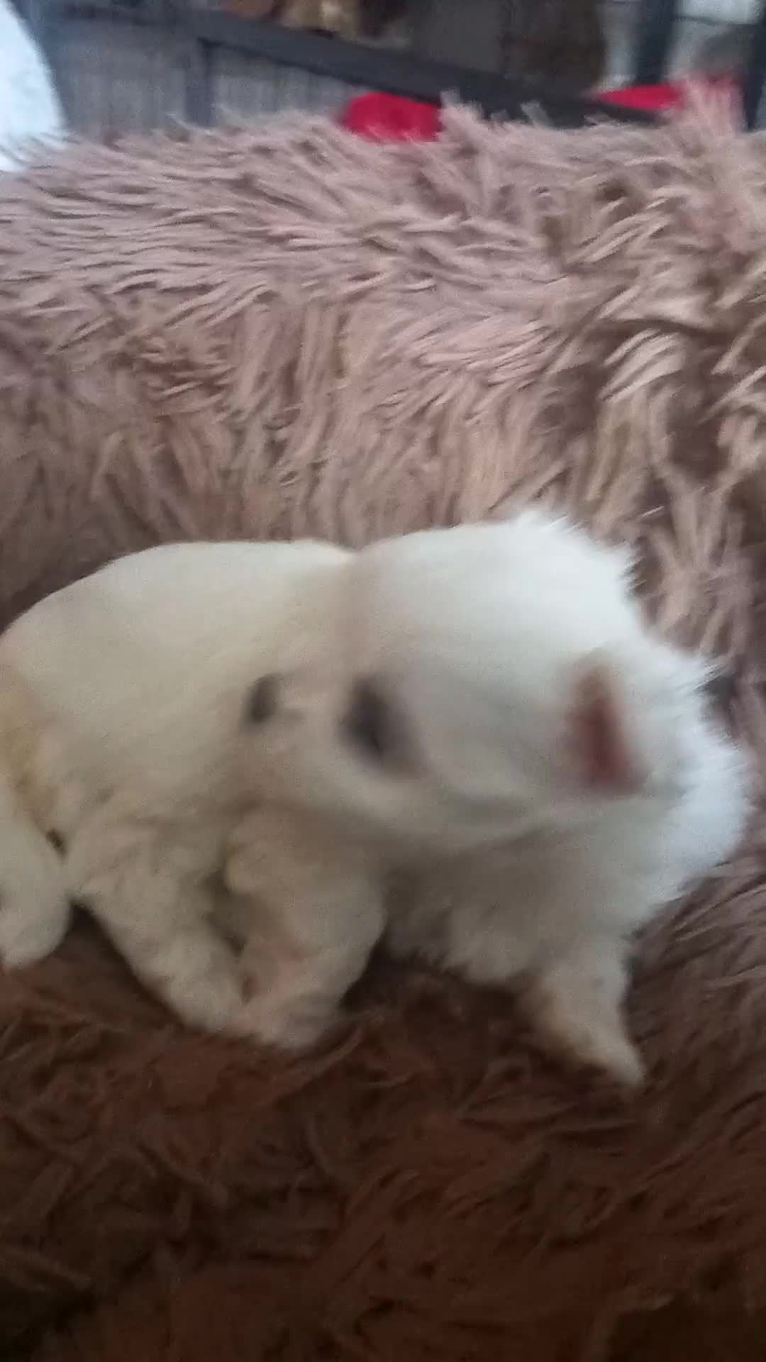 Maltese dogs for sale: 4 Miniature Maltese puppies for sale  - Video 3