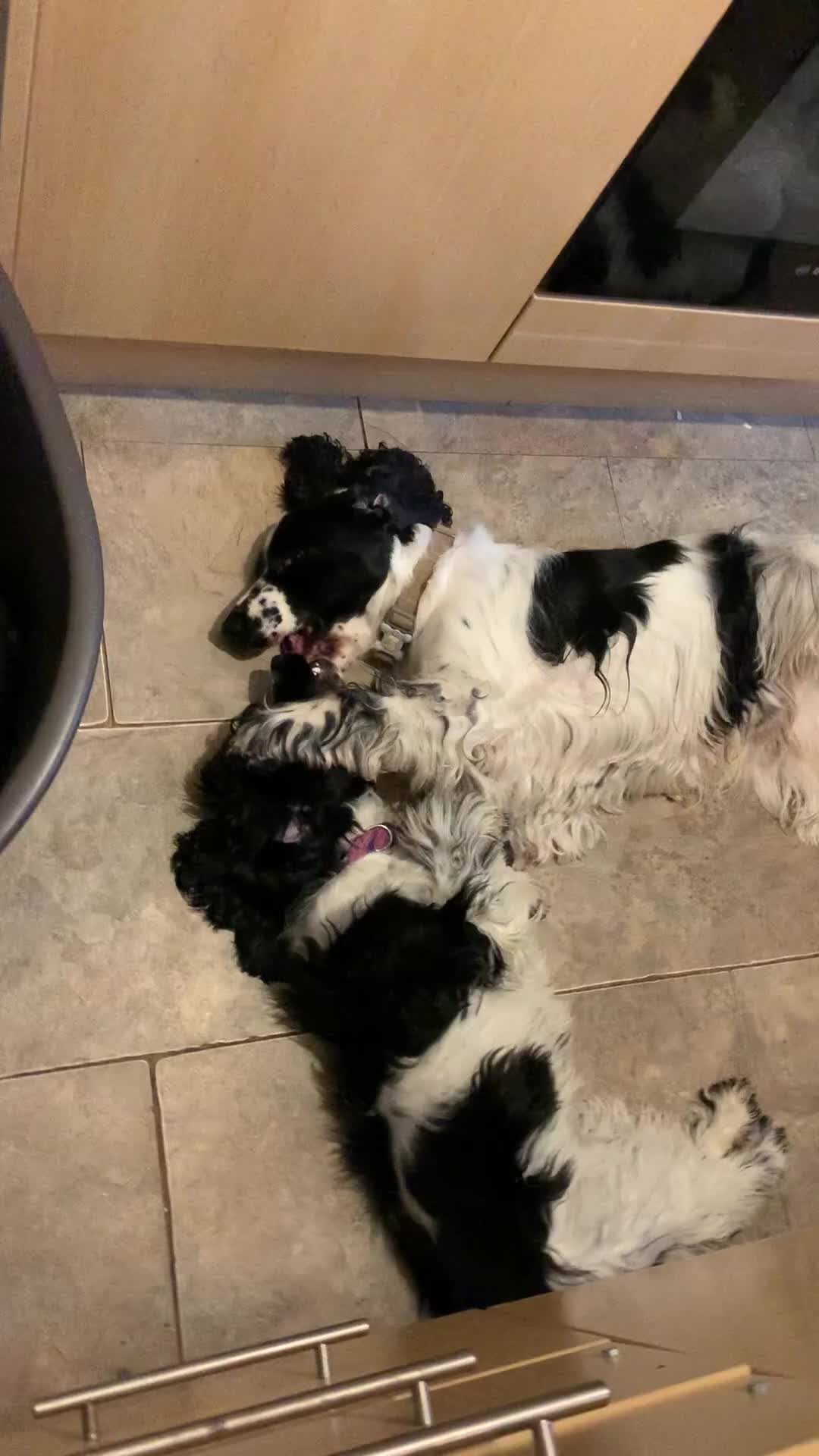 Cocker Spaniel dogs for stud: Full Show cocker spaniel Stud fully health tested  - Video 1