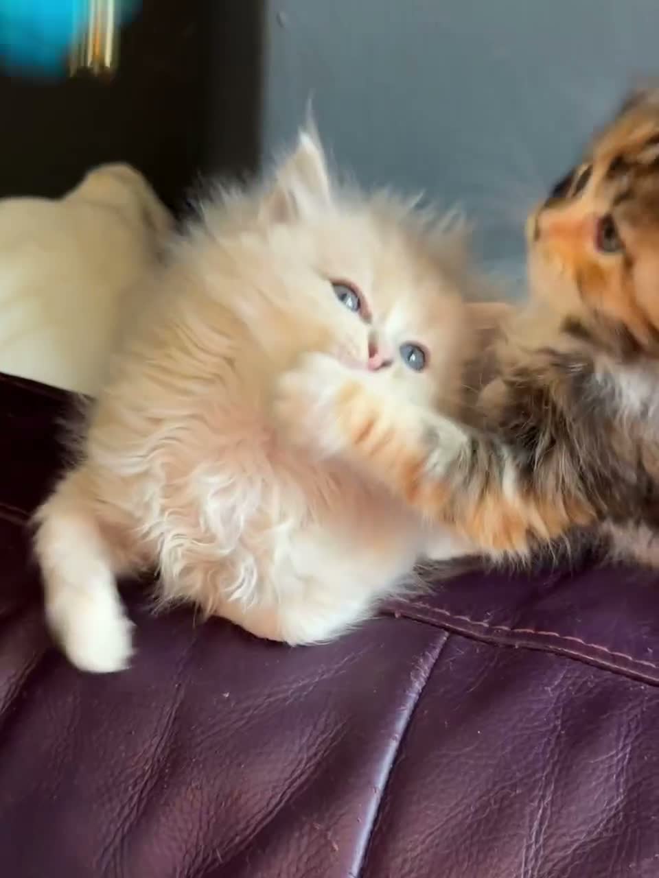 Ragdoll cats for sale: TICA Reg Rare Cherubim Ragdolls - Video 4