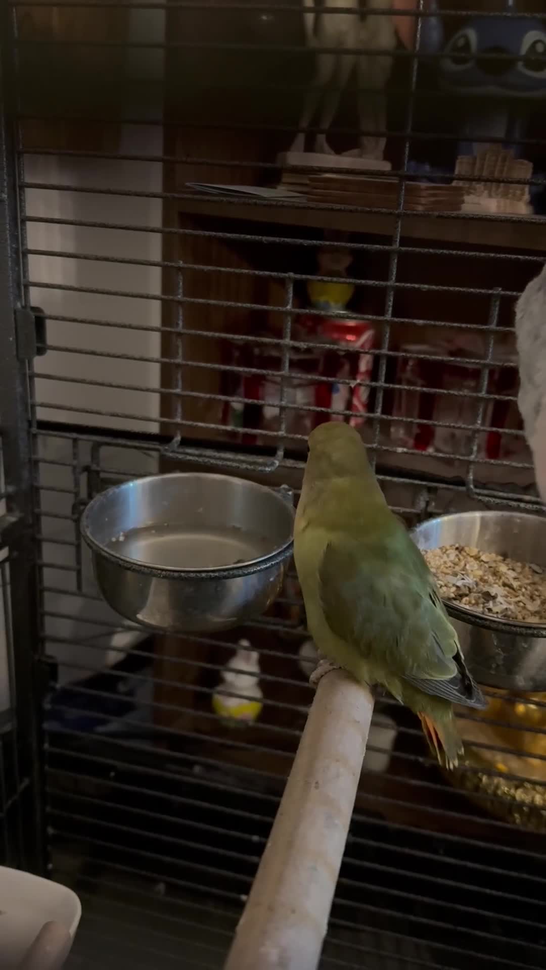 Lovebirds birds for sale: Lovebird in Harlow - Video 1