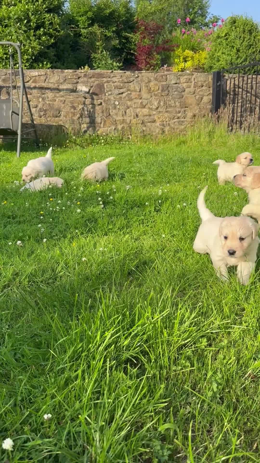 Golden Retriever dogs for sale: KC Registered Golden Retriever puppies in Pencader - Video 1
