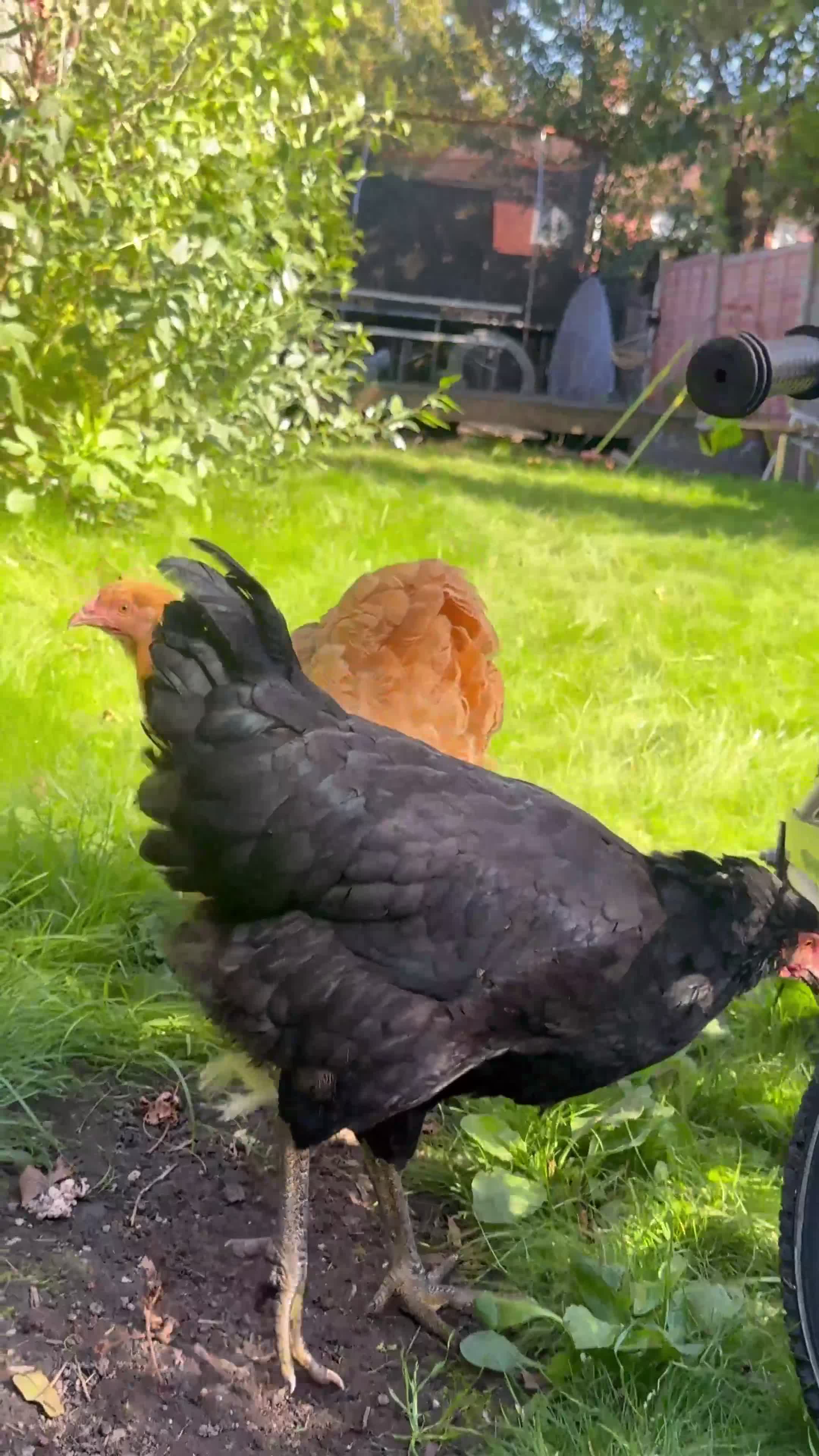 Hens poultry for sale: 2 Buff Orpington hens - Video 1
