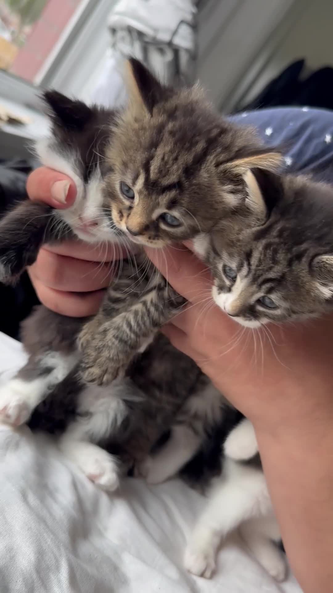 Mixed Breed cats for sale: Beautiful kittens - Video 1