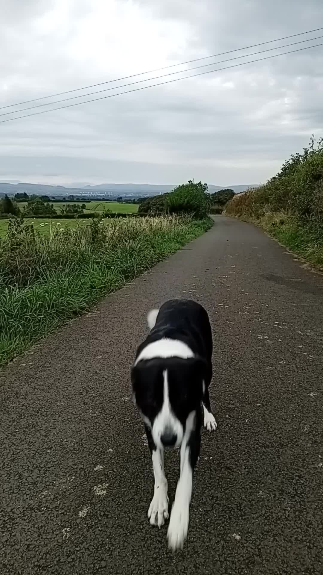 Border Collie dogs for sale: 3 1/2 year old collie bitch for sale - Video 1