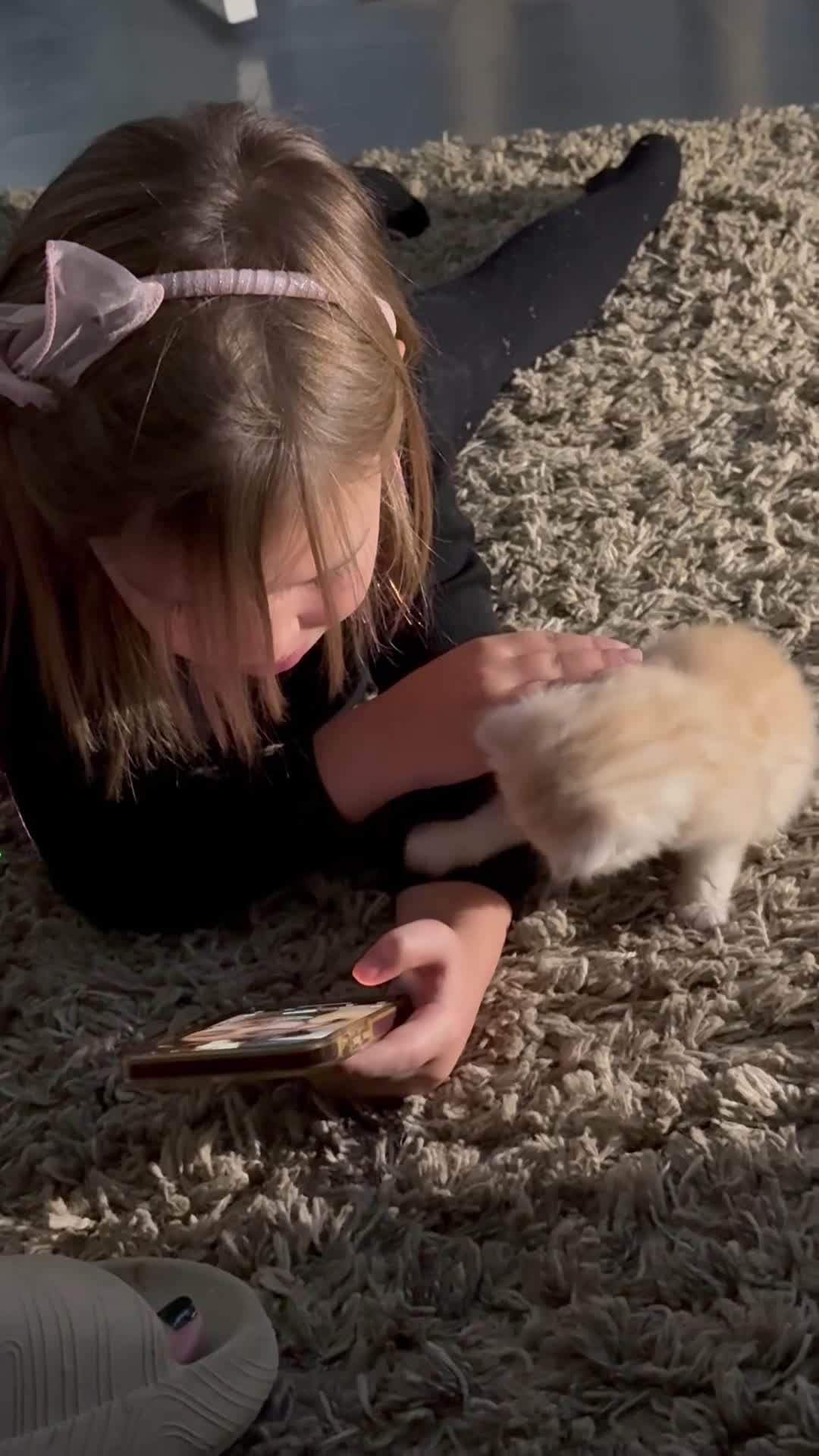 Persian cats for sale: Perfect little 3/4 Persian kittens 🐱  - Video 1