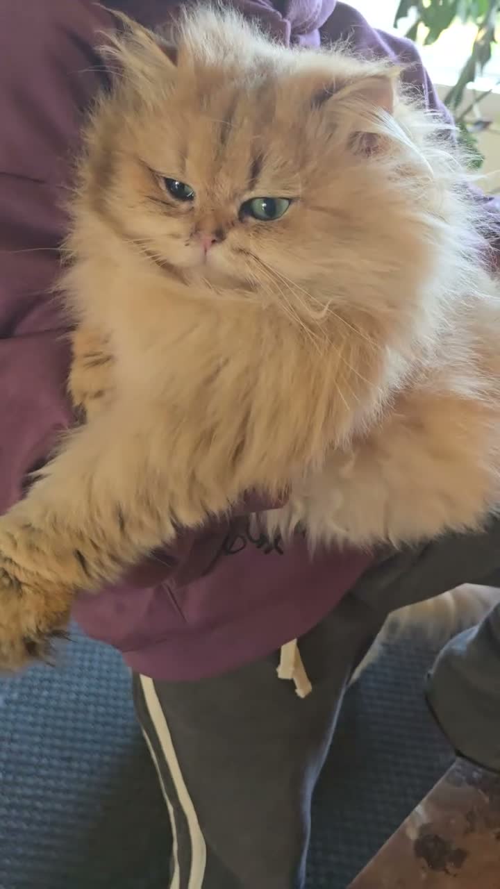British Longhair cats for sale: British longhair Female very loving - Video 2