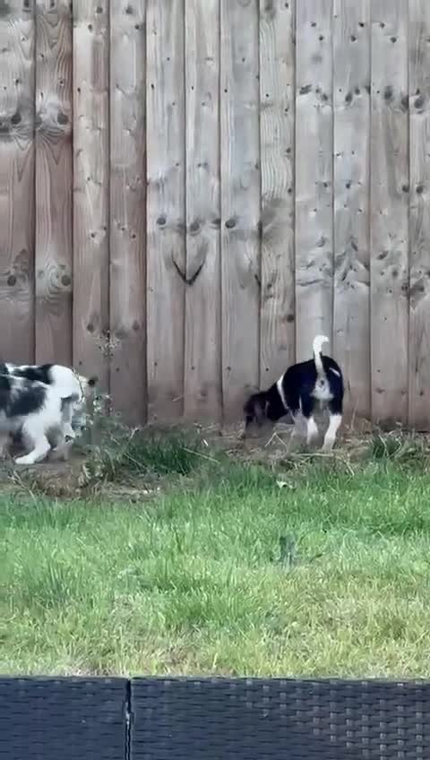 Mixed Breed dogs for sale: Beagle Cross puppies  - Video 1