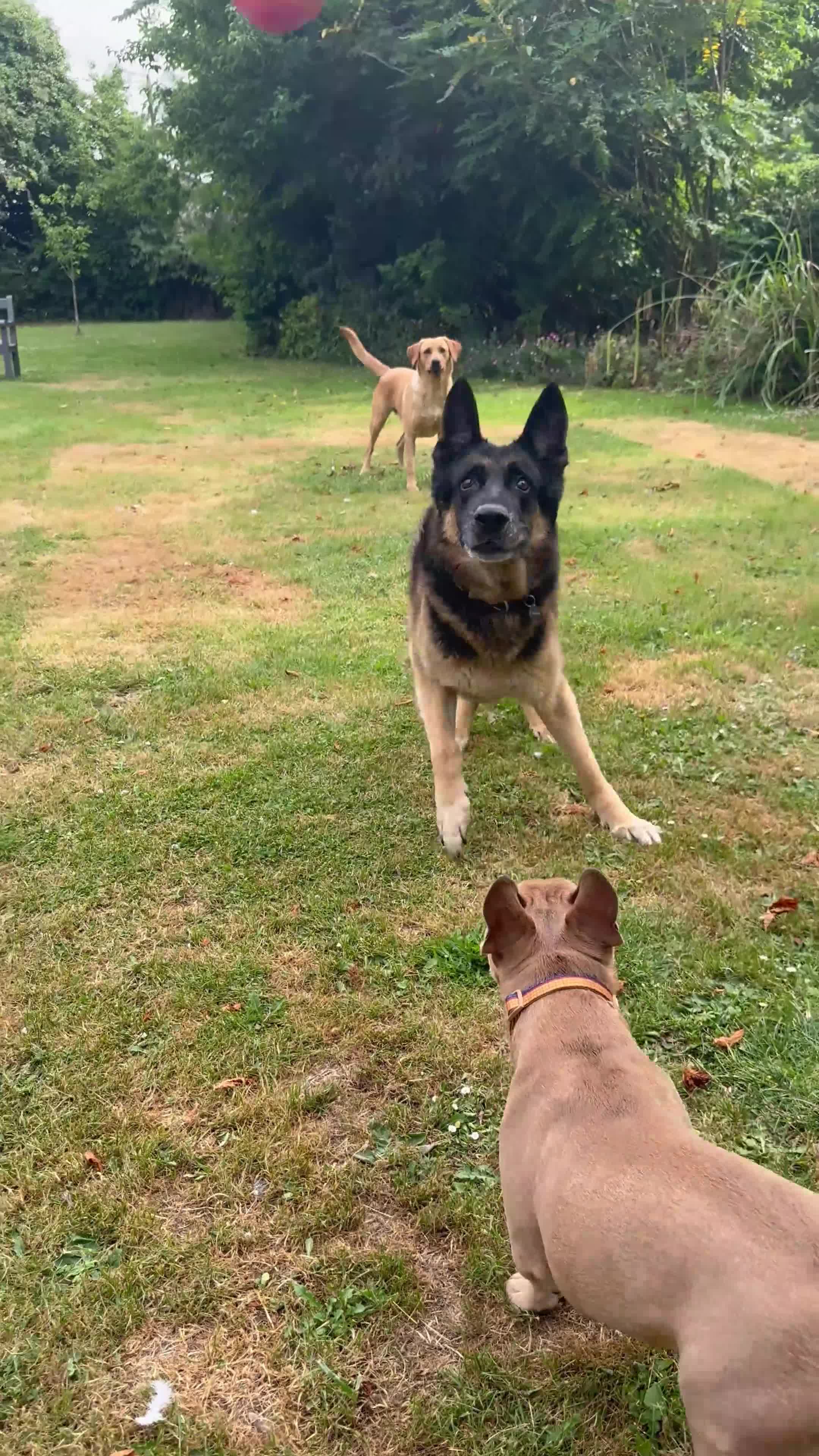 French Bulldog dogs for sale: Rehome in Northampton - Video 1